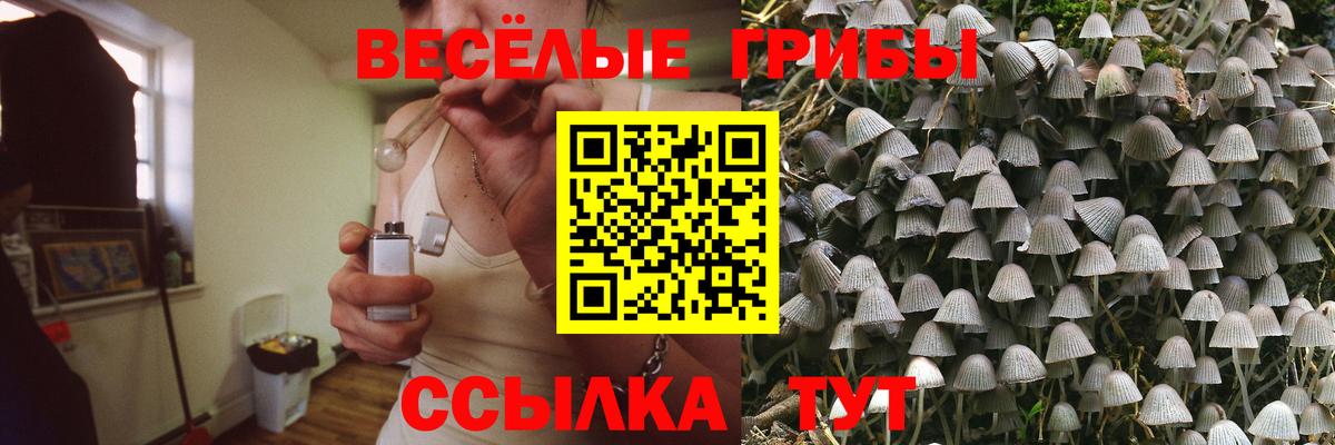 Галлюциногенные грибы Psilocybine cubensis  как найти   Тайшет  Вход с VPN 